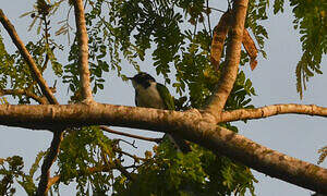 Klaas's Cuckoo