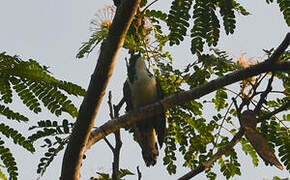 Klaas's Cuckoo