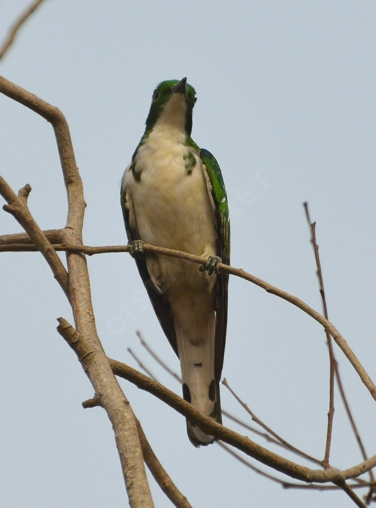 Klaas's Cuckooadult, identification