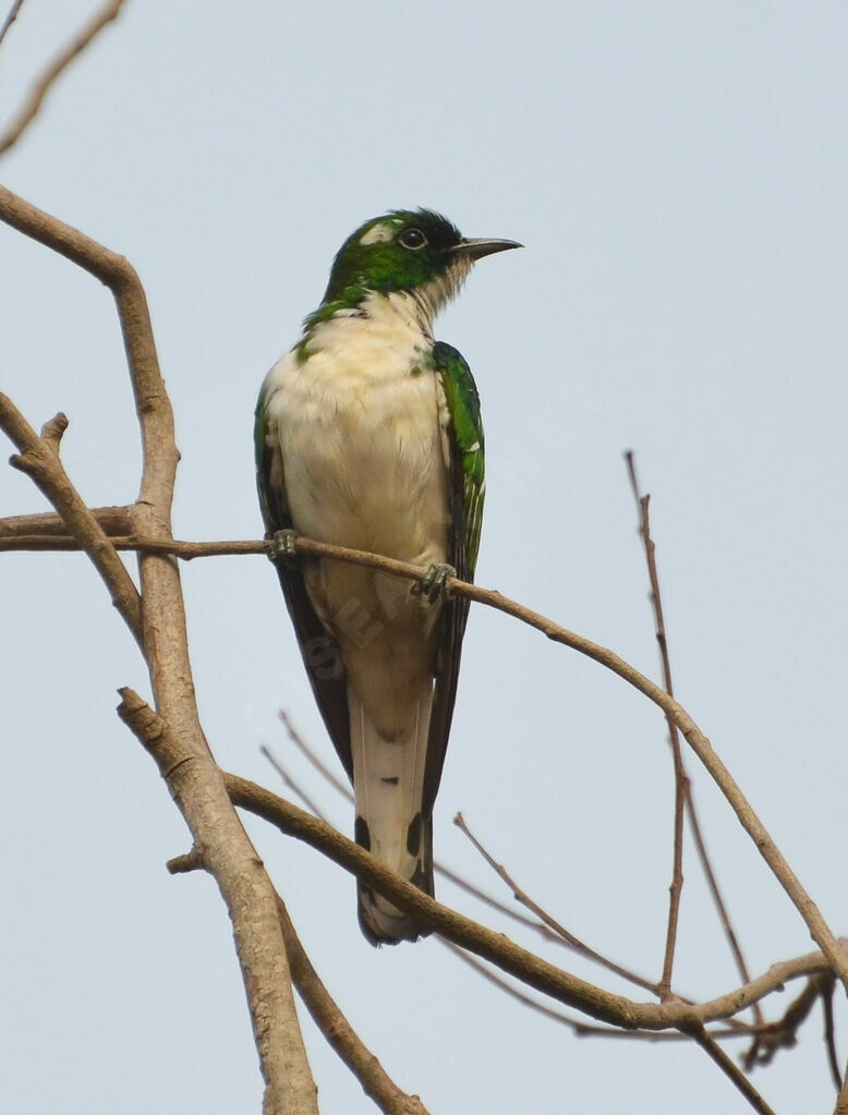 Klaas's Cuckooadult, identification