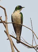 Klaas's Cuckoo