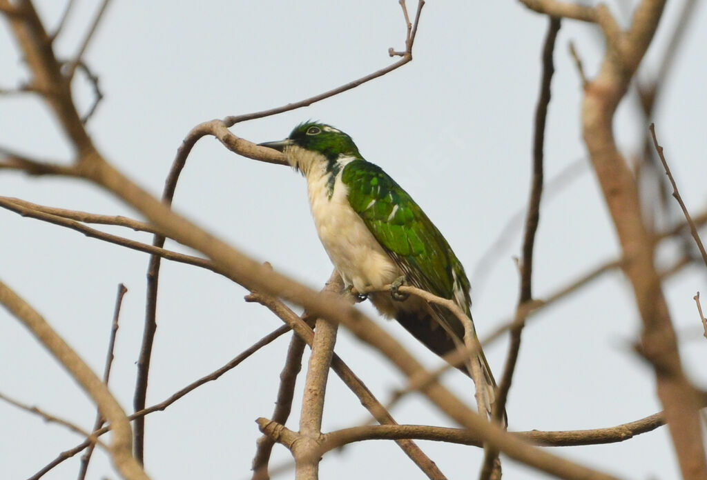 Klaas's Cuckooadult post breeding, identification