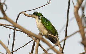 Klaas's Cuckoo