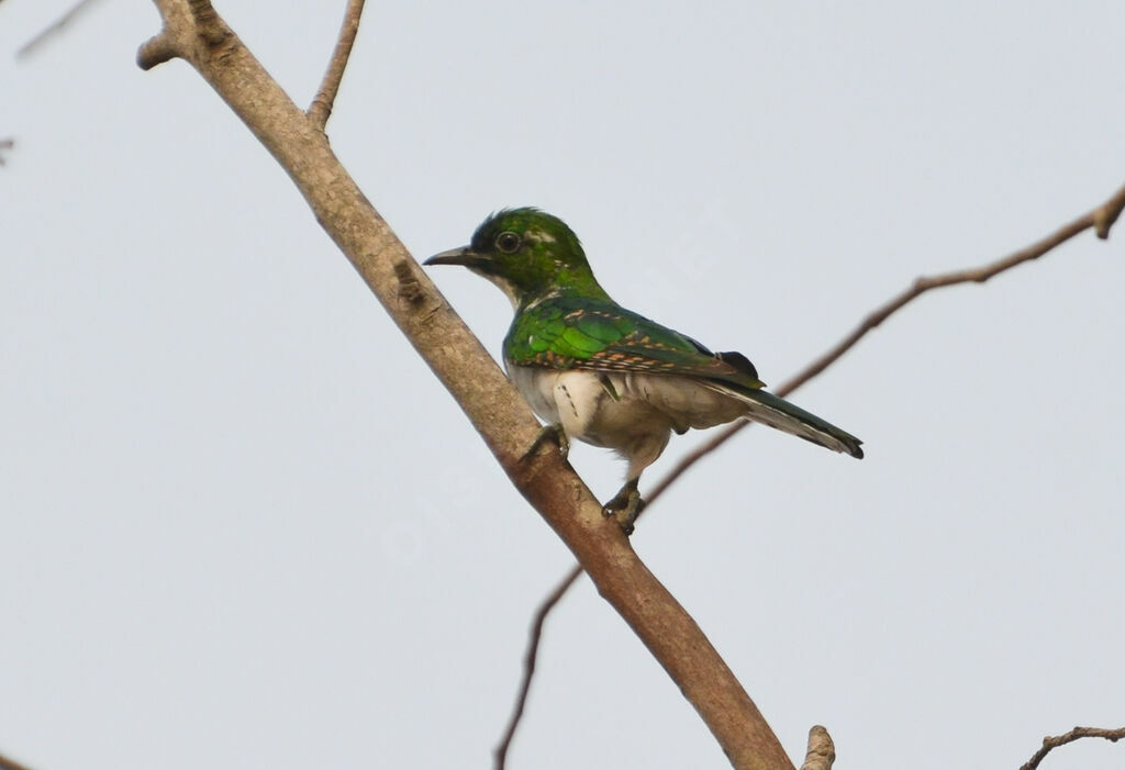 Klaas's Cuckooadult post breeding, identification