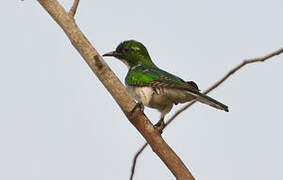 Klaas's Cuckoo