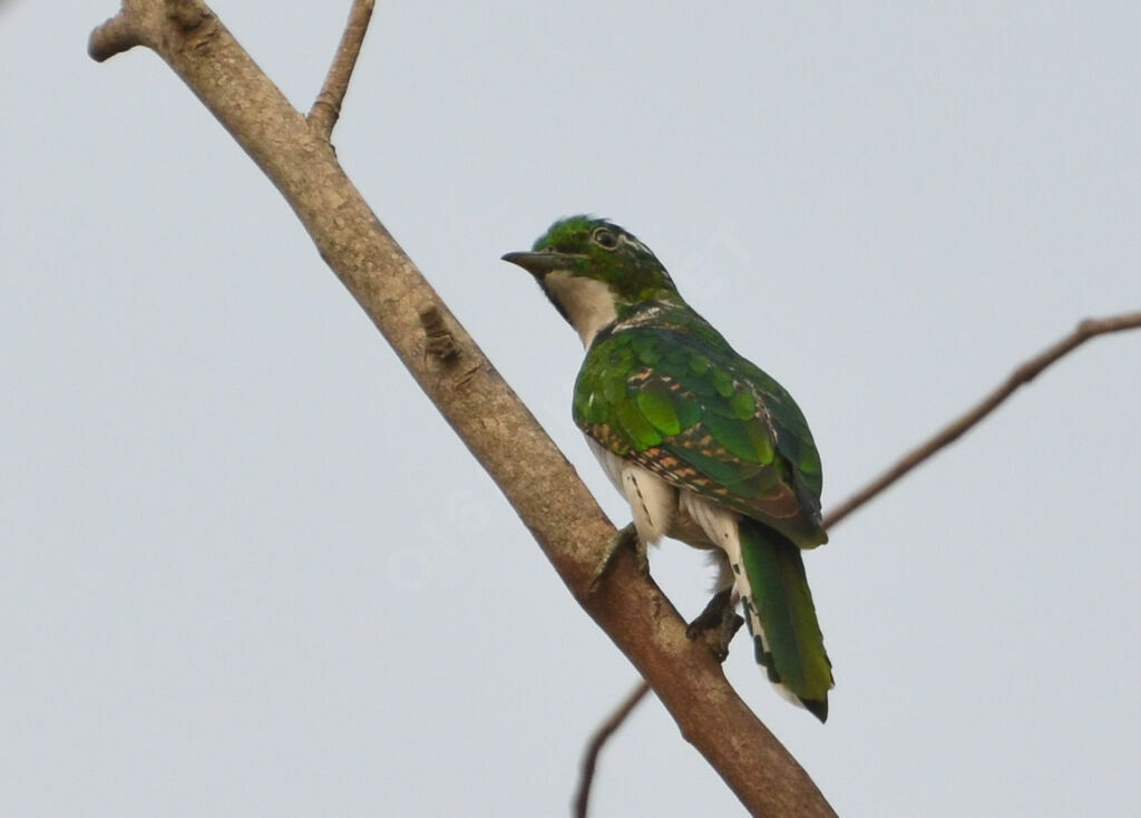 Klaas's Cuckooadult post breeding, identification