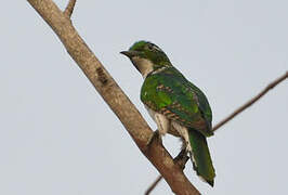 Klaas's Cuckoo