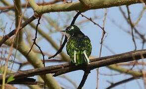 Klaas's Cuckoo