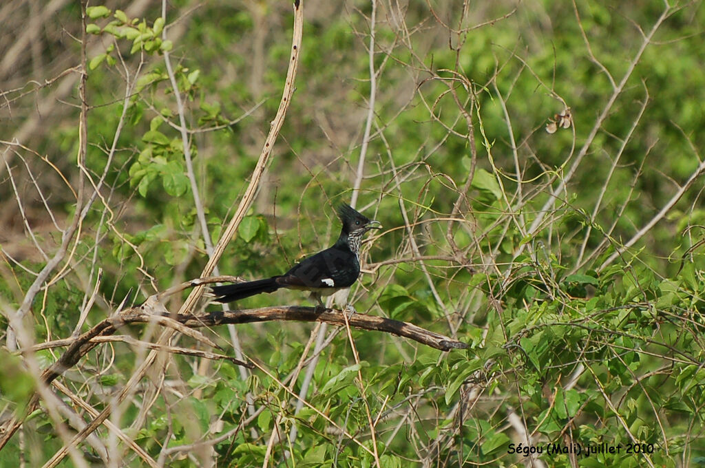 Coucou de Levaillantadulte, identification