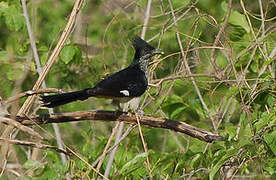 Levaillant's Cuckoo