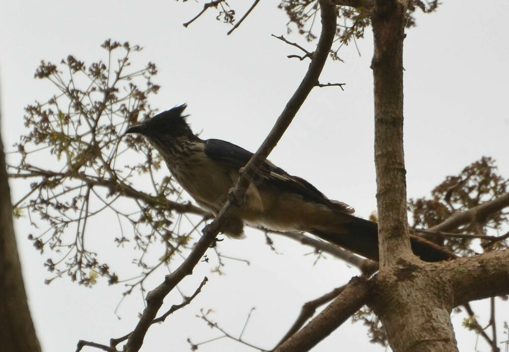 Coucou de Levaillantadulte, identification