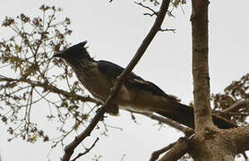 Levaillant's Cuckoo