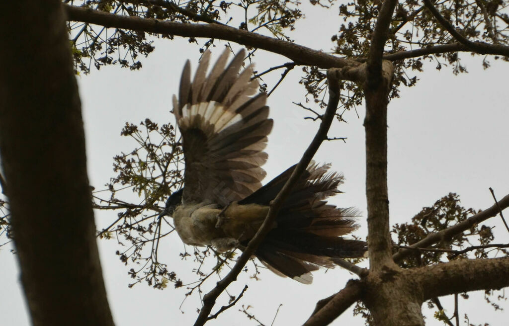 Levaillant's Cuckooadult, Flight