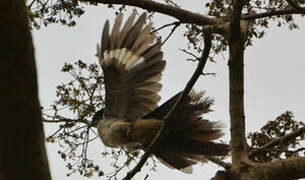 Levaillant's Cuckoo