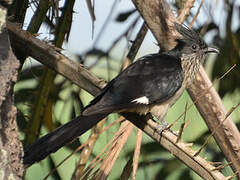 Levaillant's Cuckoo