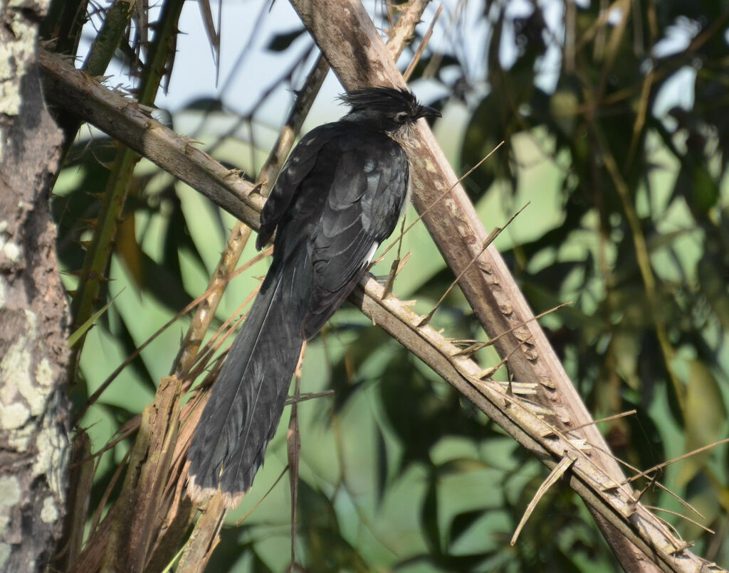 Levaillant's Cuckooadult