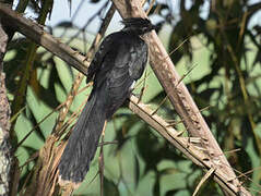 Levaillant's Cuckoo