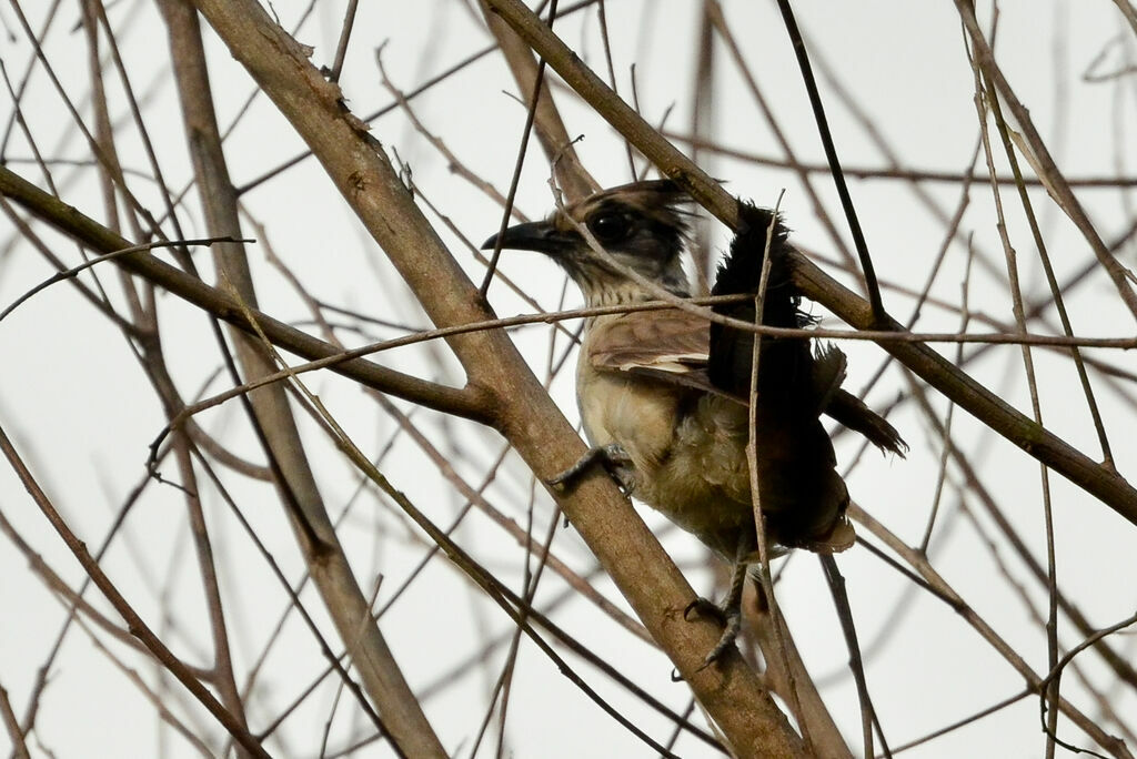 Levaillant's Cuckooimmature, identification