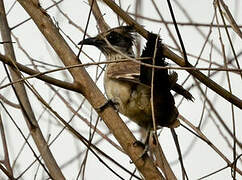 Levaillant's Cuckoo