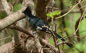 Levaillant's Cuckoo