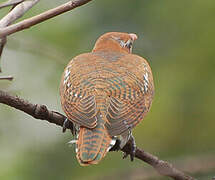 Diederik Cuckoo