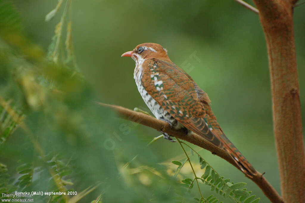 Diederik Cuckoojuvenile, identification