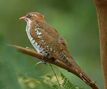 Diederik Cuckoo