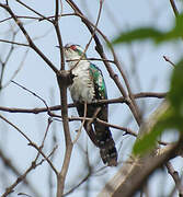 Diederik Cuckoo