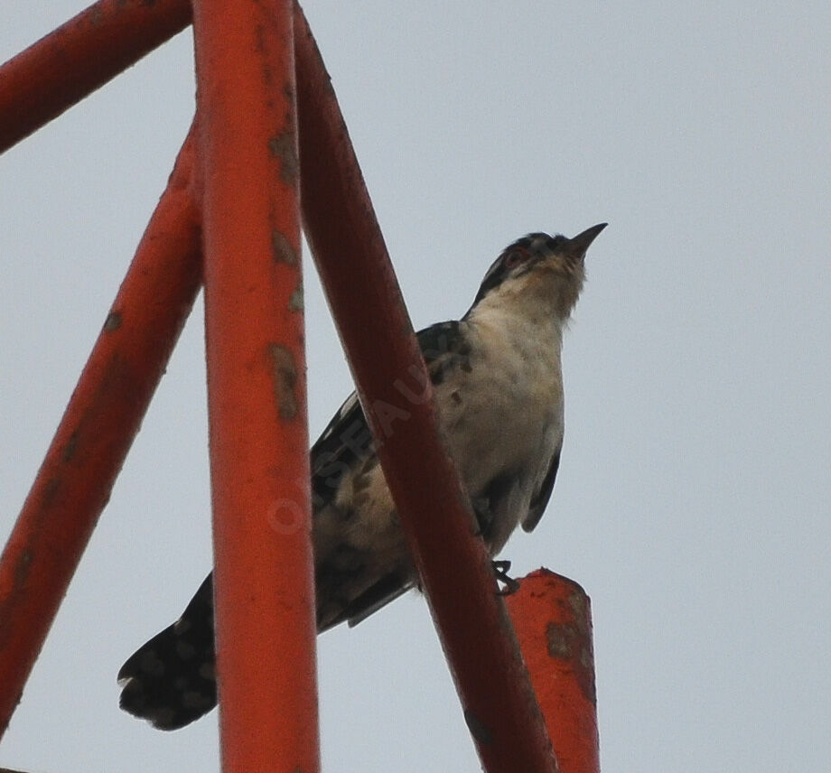 Diederik Cuckoo