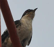 Diederik Cuckoo