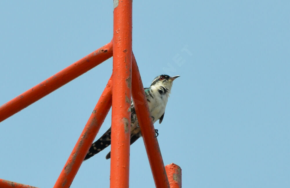 Diederik Cuckoo