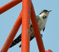 Diederik Cuckoo