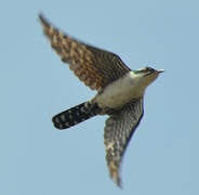 Diederik Cuckoo