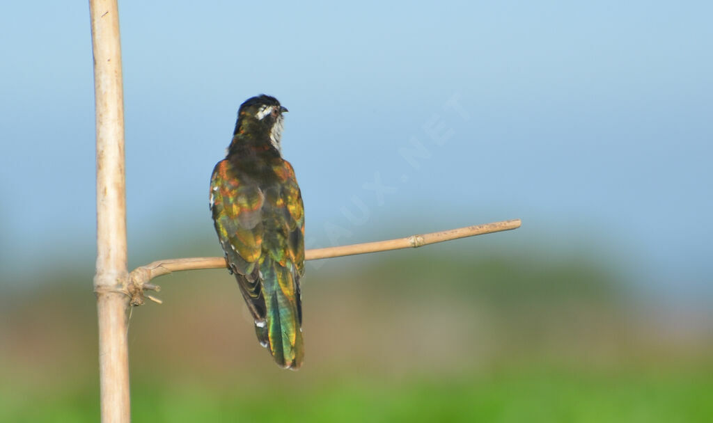 Diederik Cuckoo, identification