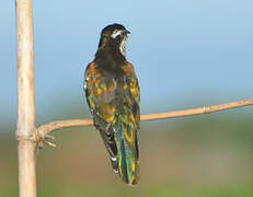 Diederik Cuckoo