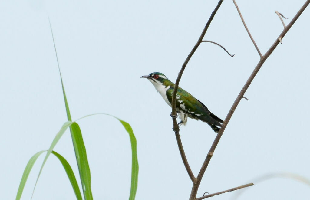 Diederik Cuckooadult, identification