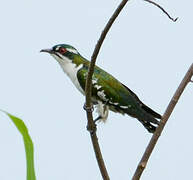 Diederik Cuckoo