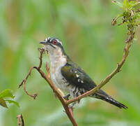 Diederik Cuckoo