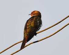 Diederik Cuckoo