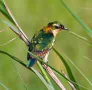 Diederik Cuckoo