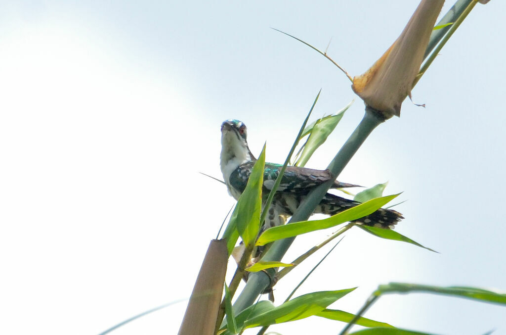 Diederik Cuckooadult, identification