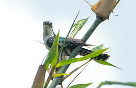 Diederik Cuckoo