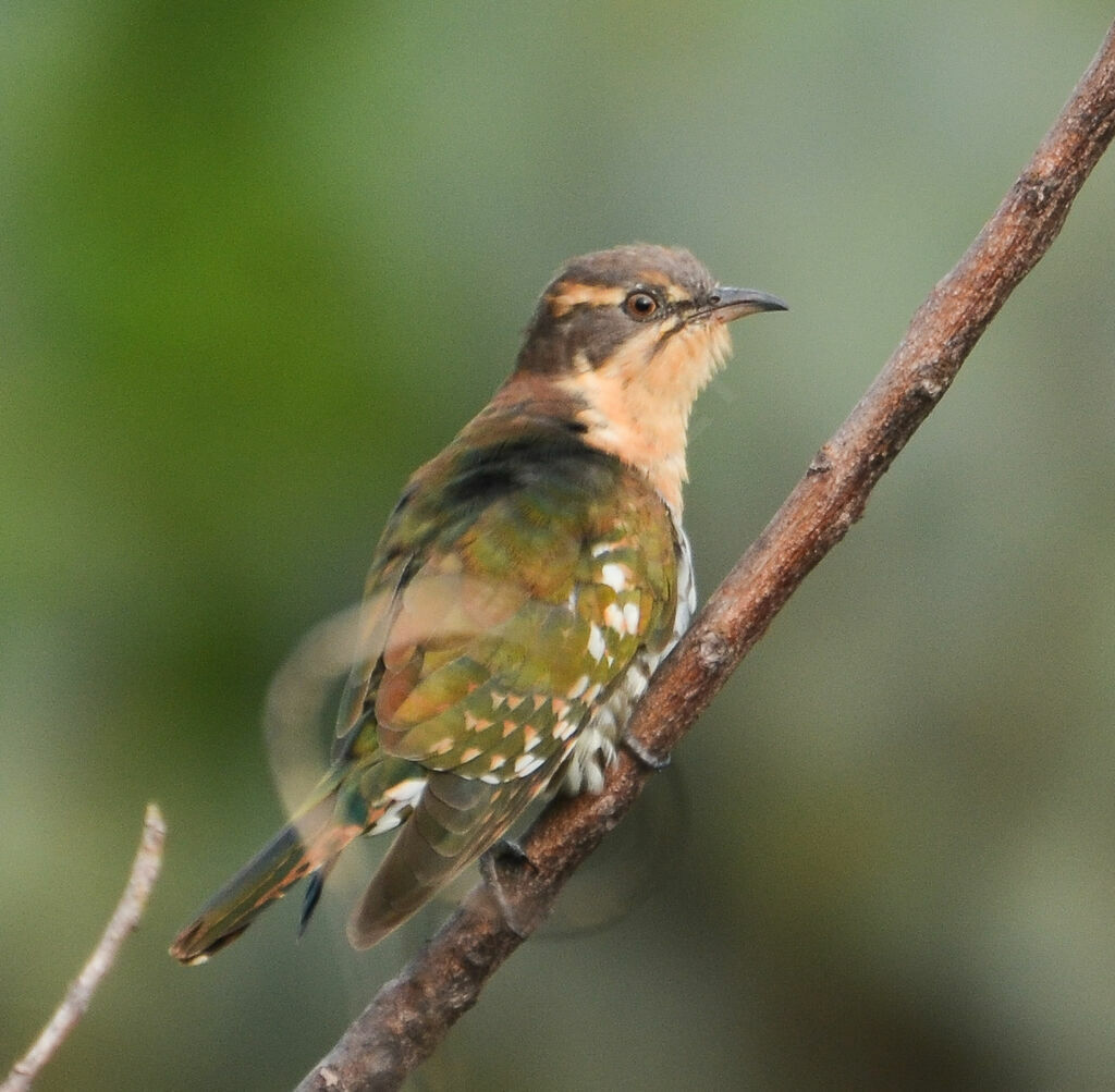 Coucou didric femelle adulte, identification