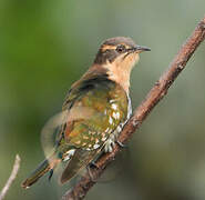 Diederik Cuckoo