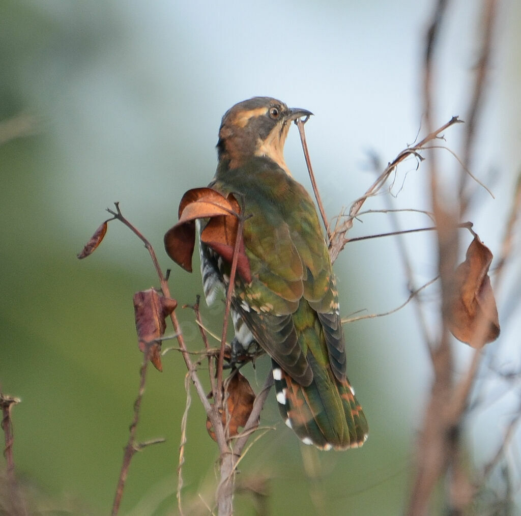 Diederik Cuckoo