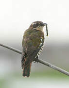 Diederik Cuckoo