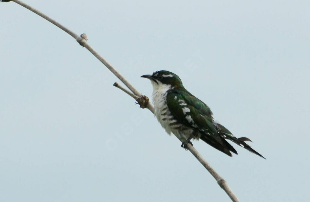 Diederik Cuckooadult, identification