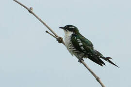 Diederik Cuckoo