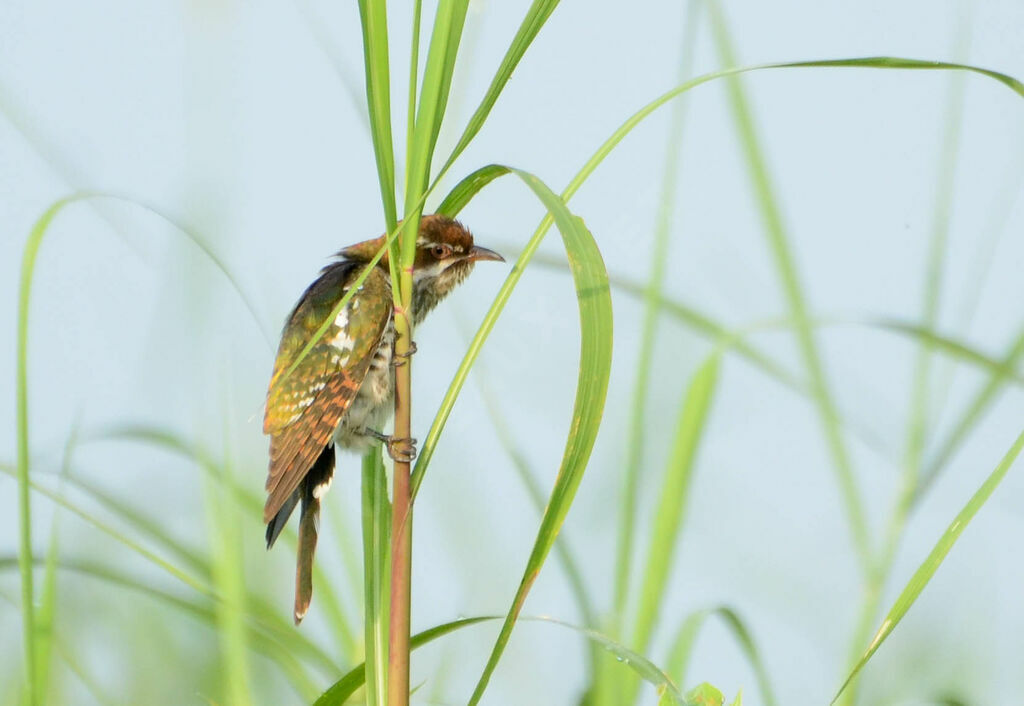 Diederik Cuckoo