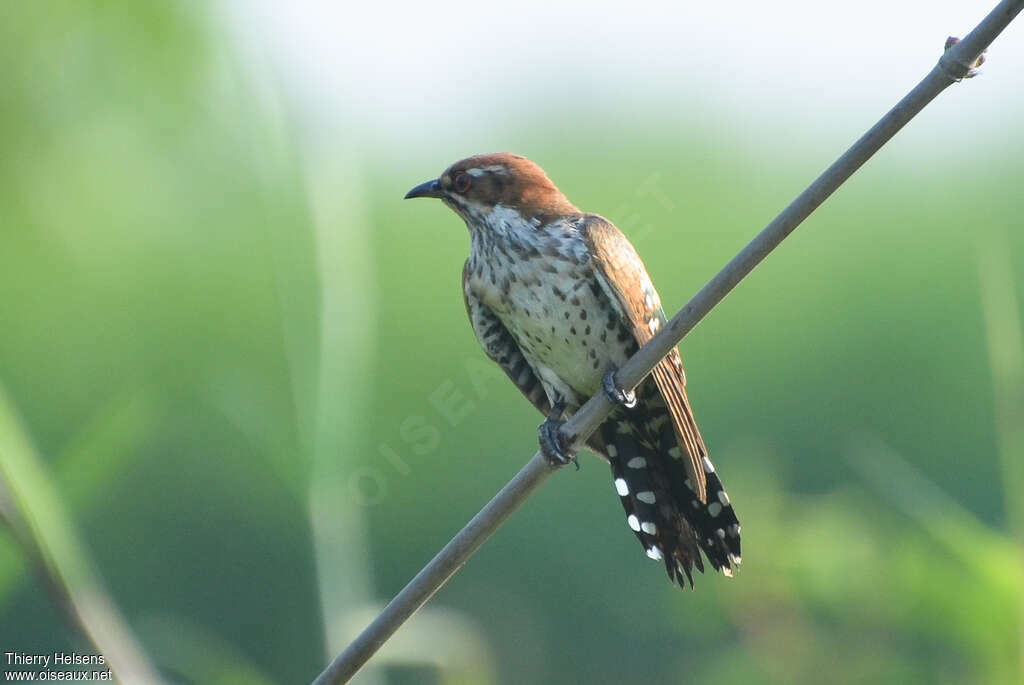 Diederik Cuckoojuvenile, identification